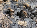 Wild boar tracks on dry ground Royalty Free Stock Photo