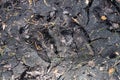 Wild boar tracks on a forest road. Wild game tracks in the forest Royalty Free Stock Photo