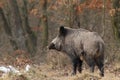 Wild boar with tusks Royalty Free Stock Photo