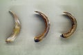 wild boar tusks Royalty Free Stock Photo