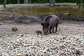 Wild boar and two wild boar whelps searching for food Royalty Free Stock Photo