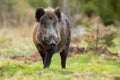 Wild boar walking closer from front on a meadow in spring