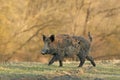 Wild boar Royalty Free Stock Photo