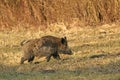 Wild boar Royalty Free Stock Photo