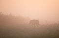 Wild boar walking in forest on foggy morning Royalty Free Stock Photo