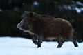 Wild boar portrait late in the evening at winter