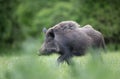 Wild boar walking on meadow