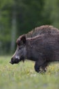 Wild boar walking portrait