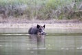 Wild boar walking in shallow water