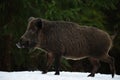 Wild boar walking on snow forest background Royalty Free Stock Photo