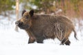 Wild boar walking on white pasture in winter from side