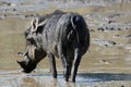 Young male African warthog in the mud. Royalty Free Stock Photo