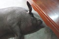 Wild boar was sleeping at home Royalty Free Stock Photo