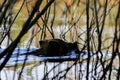 Wild boar in water