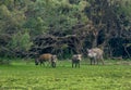 Wild boar in  wildlife animal in Pakistan Royalty Free Stock Photo