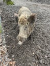 Wild boar in Wildpark Gangelt Royalty Free Stock Photo