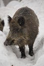 Wild boar in winter Royalty Free Stock Photo
