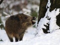 Wild boar in winter Royalty Free Stock Photo