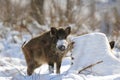 Wild boar in winter Royalty Free Stock Photo