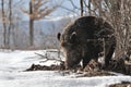 Wild boar in winter Royalty Free Stock Photo