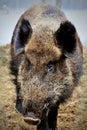 Wild boar in winter forest Royalty Free Stock Photo