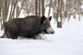 Wild boar Royalty Free Stock Photo