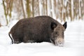 Wild boar Royalty Free Stock Photo