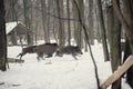 wild boar in the winter frosty forest with snow Royalty Free Stock Photo