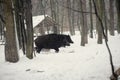 wild boar in the winter frosty forest with snow Royalty Free Stock Photo