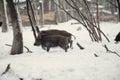 wild boar in the winter frosty forest with snow Royalty Free Stock Photo