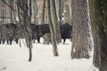 wild boar in the winter frosty forest with snow Royalty Free Stock Photo