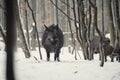 wild boar in the winter frosty forest with snow Royalty Free Stock Photo