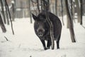 wild boar in the winter frosty forest with snow Royalty Free Stock Photo