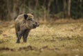 Wild boar in winter meadow Royalty Free Stock Photo