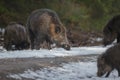 Wild boar in winter