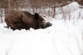 Wild boar in the winter