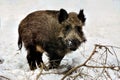 Wild boar in winter snowly forest Royalty Free Stock Photo