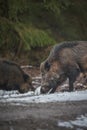 Wild boar in winter Royalty Free Stock Photo