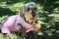 Wild boar wired-haired dachshund in pink costume of tennis player