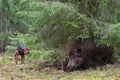 Hunting on wildboar Royalty Free Stock Photo