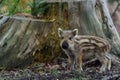 Wild boar, young boar Royalty Free Stock Photo