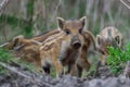 Wild boar, young boar Royalty Free Stock Photo