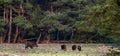 Wild boar with young ones foraging in forest meadow. Royalty Free Stock Photo