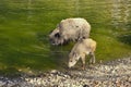 Wild boar with youngsters. Animal in the forest. Royalty Free Stock Photo