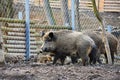 Wild boar with youngsters. Animal in the forest. Royalty Free Stock Photo