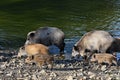 Wild boar with youngsters. Animal in the forest. Royalty Free Stock Photo