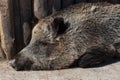 Wild boar in zoo Royalty Free Stock Photo
