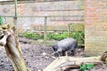 wild boar in zoo or nature centre Royalty Free Stock Photo