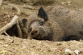 Wild boar at the zoo Royalty Free Stock Photo