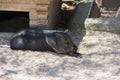 Wild boar in the zoo. A wild animal in captivity. Animals in the zoo